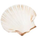 Conchas para Batismo